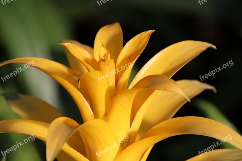 Bromeliad Tropical Plants Yellow Botany Bromeis