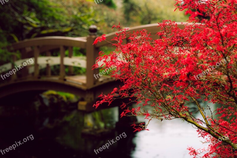 Red Maple Rain Pond Drops