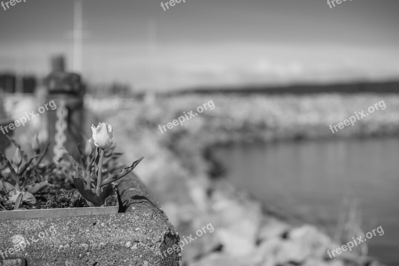 Black And White Waterfront Marina Tulip Ocean