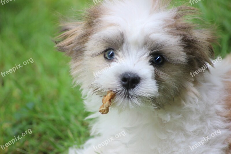 Shih Tese Puppy Shihtese Treat Cute