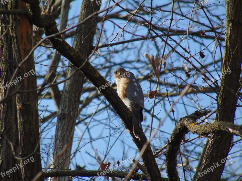 Sparrowhawk Predator Bird Nature Feather