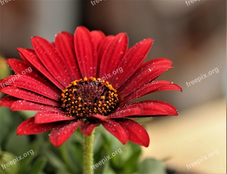 Flower Floral Plant Nature Blossom