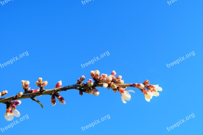 Flower Branch Nature Tree Spring