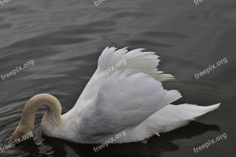 Neck Diving Swan White Feather