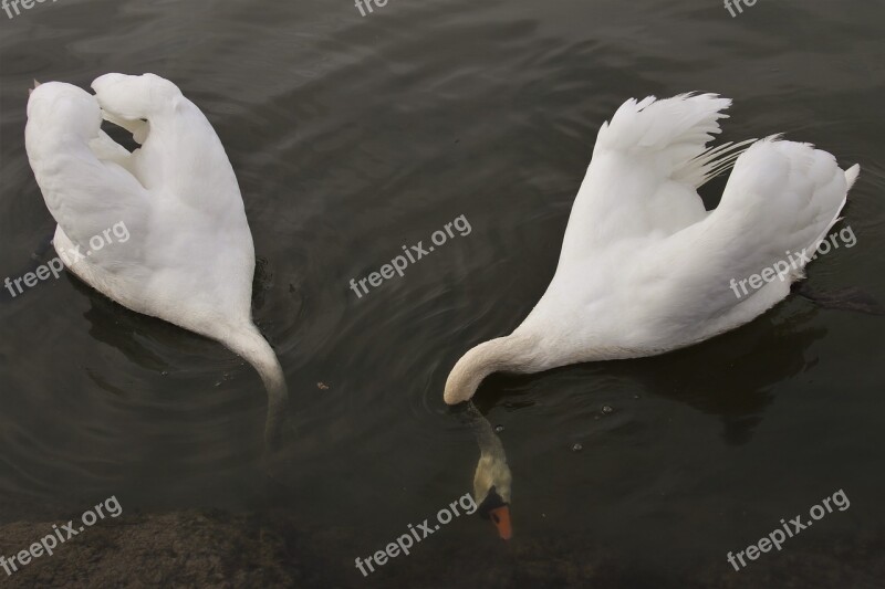 Swan Diving Two Swim Plumage