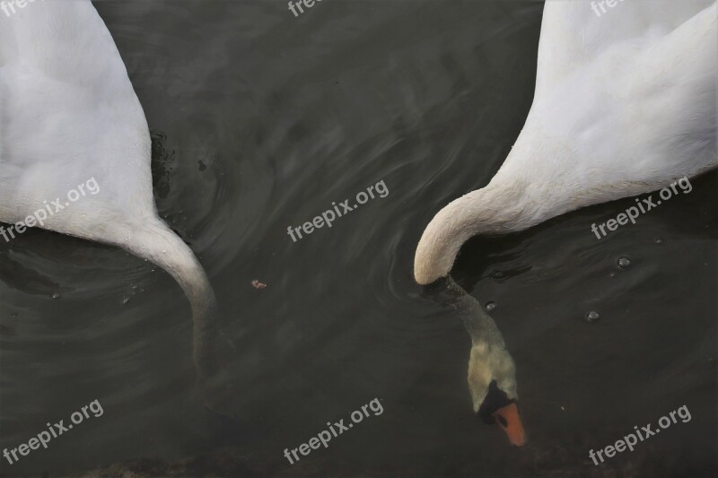 Lake Mute Swan Swim Wild Neck