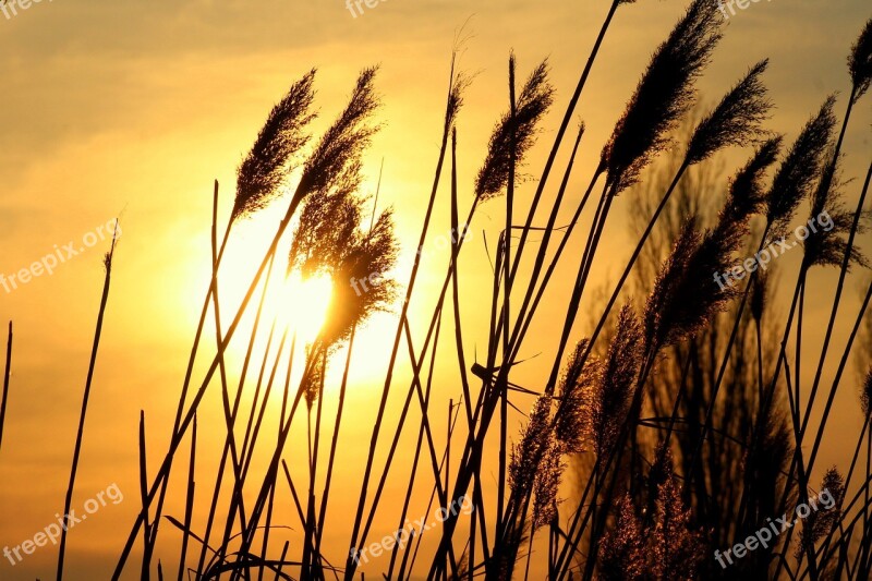 Evening Grass Sunset Landscape View