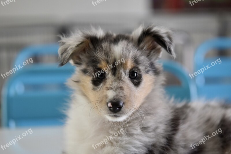 Dog Puppy Young Bitch Priscilla Puppy Shetland Sheepdog Canine