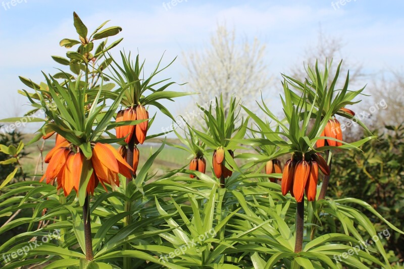 Imperial Crowns Flowers Bud Flora Beauty