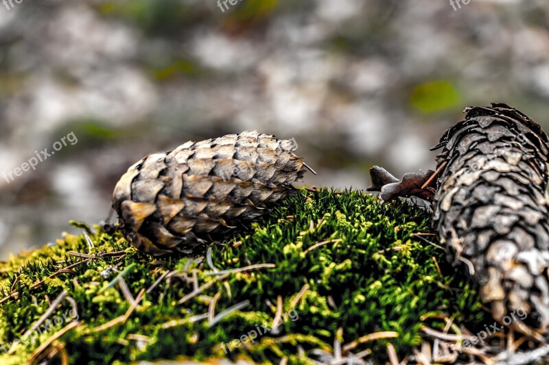 Pine Cone Forest Green Pine Tree