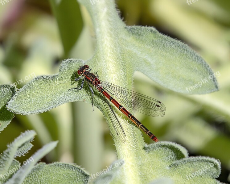 Damselfly Red Insect Nature Summer