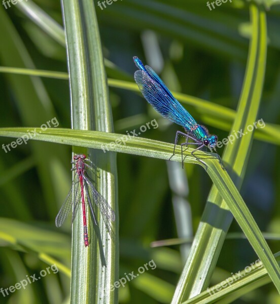 Damselfly Banded Blue Red Wings