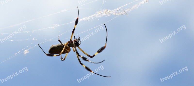 Macro Nature Insect Spider Colombia