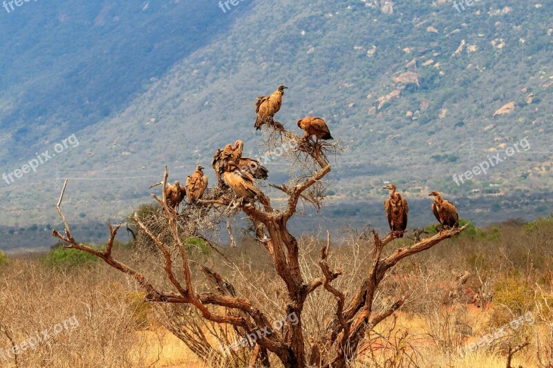 Kenya Tree Africa Vulture Safari