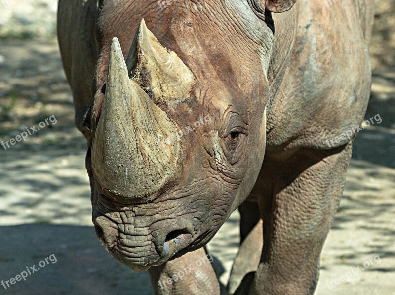 Rhino Zoo Pachyderm Big Game Rhinoceros