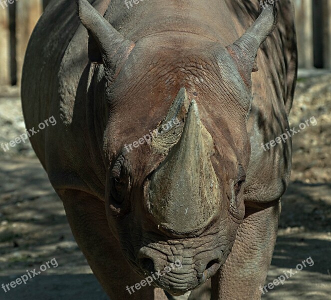 Rhino Zoo Pachyderm Big Game Rhinoceros