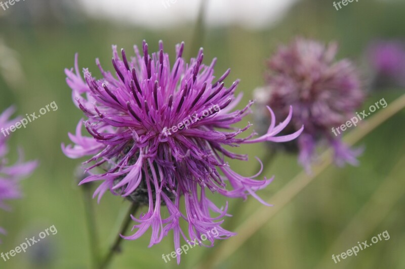 Meadow Flowers The Beasts Of The Field Spring Garden