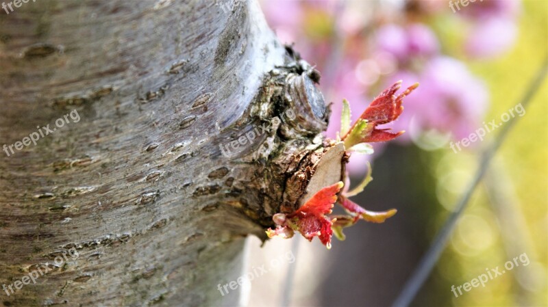 Loot Leaves Twig Tree Trunk Bark