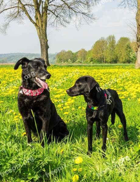 Dog Black Family Pet Animal