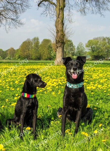 Dog Black Pet Animal Trust