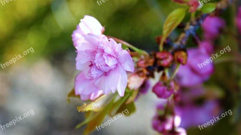 Flower Pink Blossom Tree Sprig