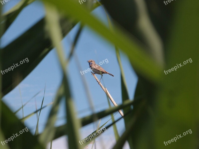 Birds Songbird Bluethroat Reed Free Photos