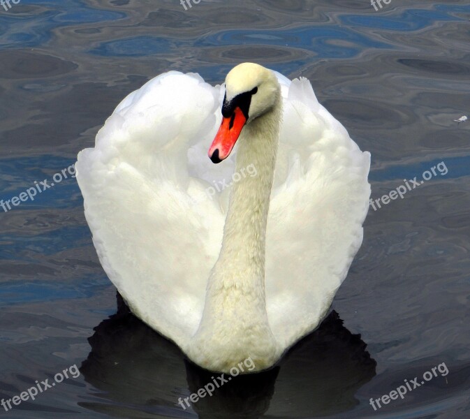 Swan Colorful Water Animal Swim