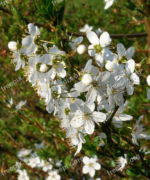 Spring Flowers Flowering Branch Whites Free Photos