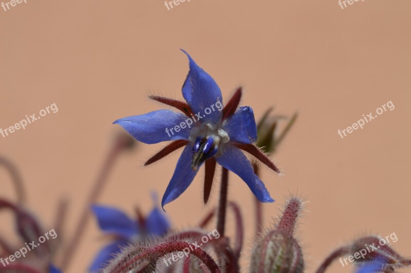 Borage Flower Violet Nature Grass