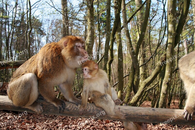 Monkey Animal Forest Zoo Primate