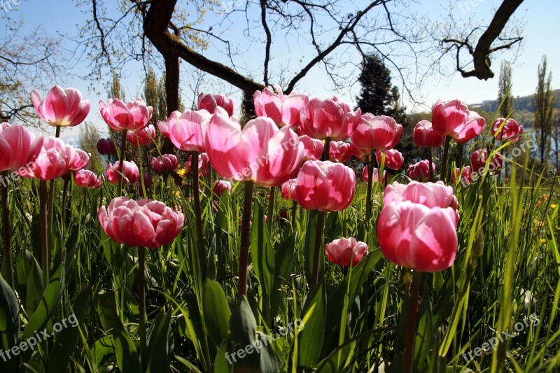 Flowers Field Tulip Nature Summer