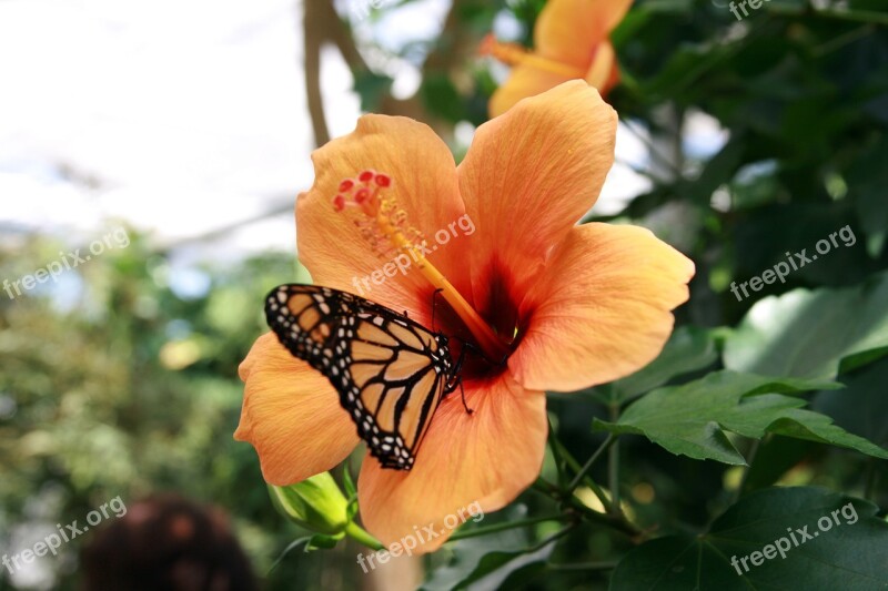 Butterfly Flower Nature Insect Butterflies