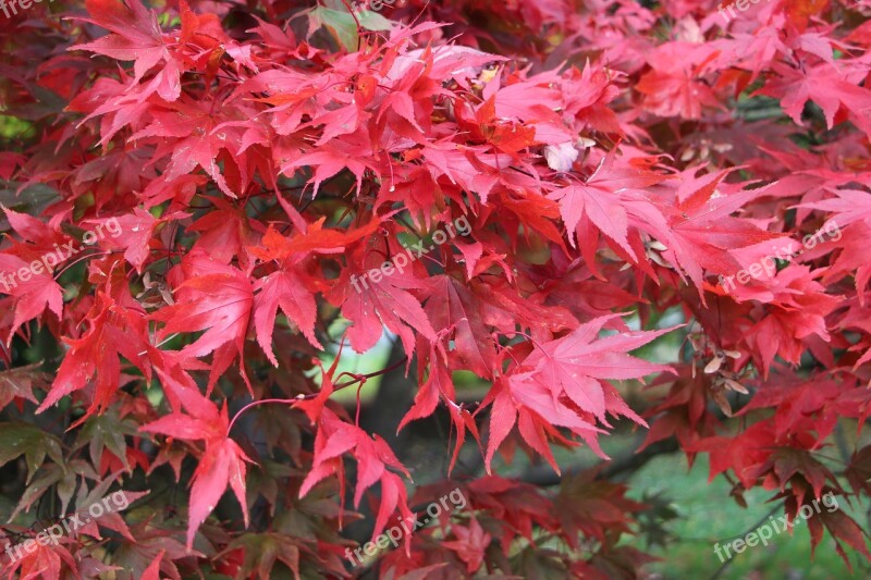 Leaves Autumn Red Tree Garden