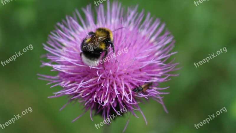 Bumble-bee Flower Insect Summer Plant