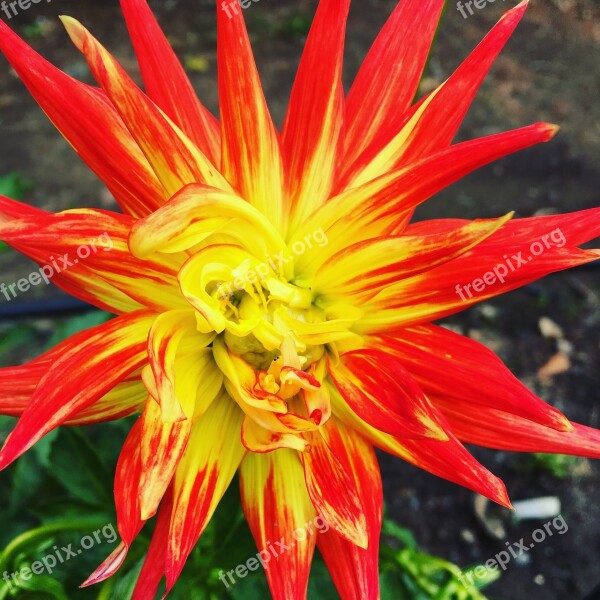 Flower Sunburst Nature Yellow Flower Orange Flower