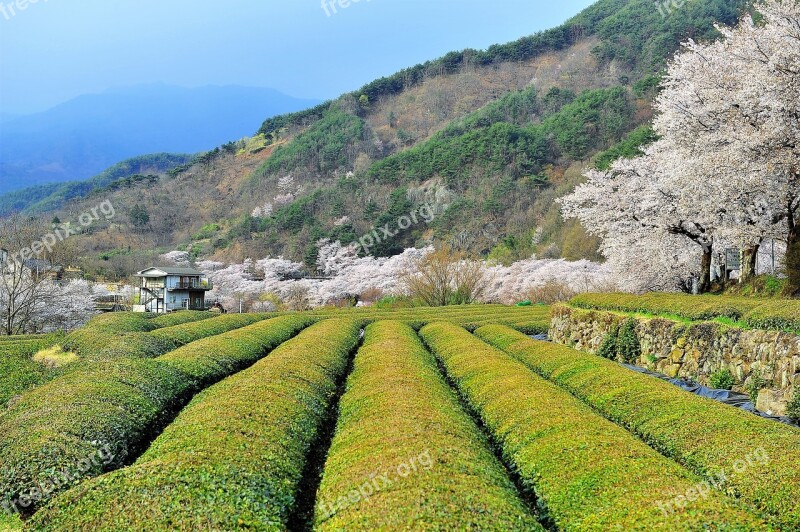 Spring Green Tea Plantation Cherry Blossom Jiri Nature