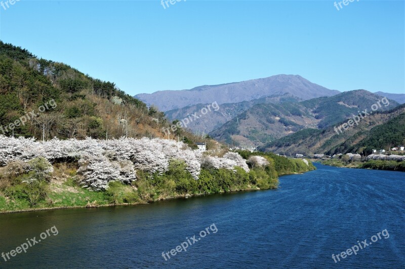 Seomjin Cherry Enjoy Spring Flower Road Plenty Of Water