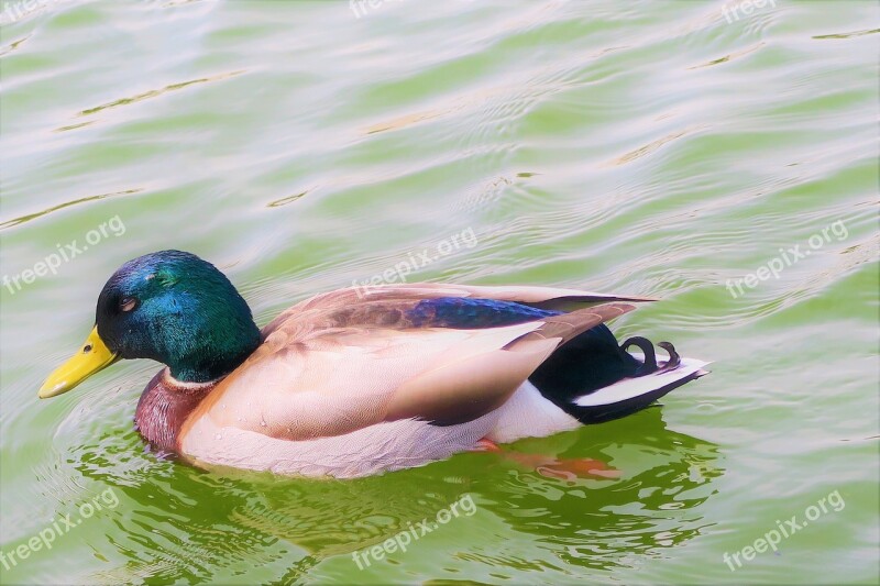 Duck Animal Water Winged Nature