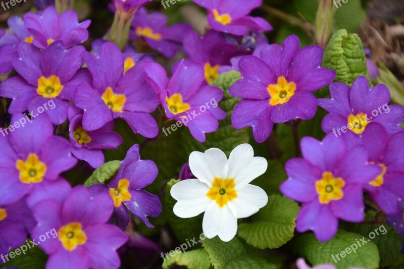 Flowers Spring Primroses Nature Anders