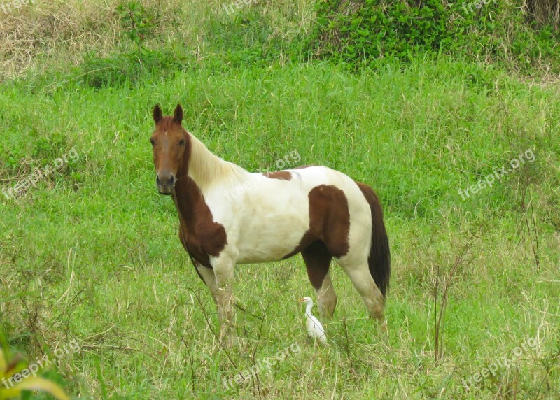 Horse Egret And Horse Hawaiian Horse Kauai Horse Hanalei Horse