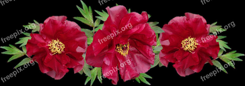 Flowers Red Peony Arrangement Garden