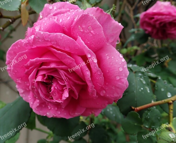 Rose Flower Raindrops Perfume Garden