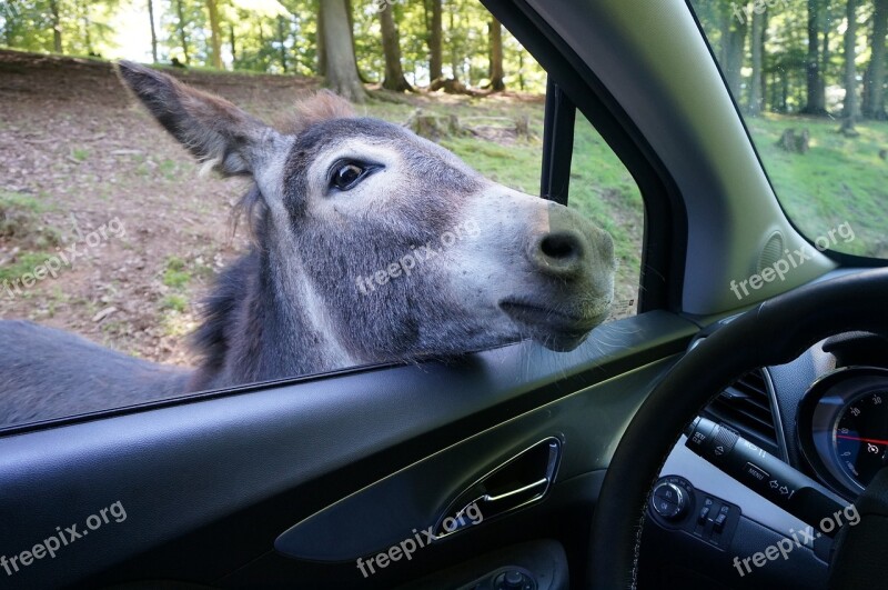 Donkey Auto Zoo Park Animal World