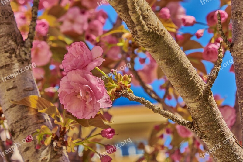 Cherry Flower Tree Branch Flowering