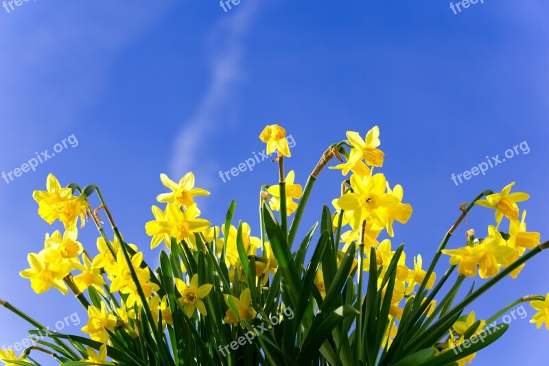 Daffodils Early Bloomer Flower Narcissus Spring