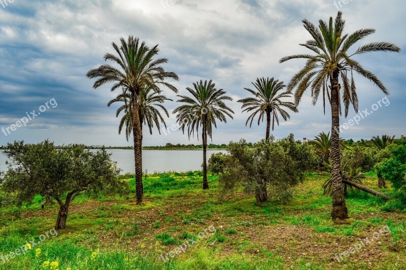 Palm Trees Trees Landscape Scenery Nature