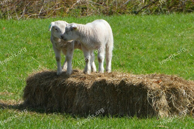 Lambs Spring Pasture Nature Outdoor Life