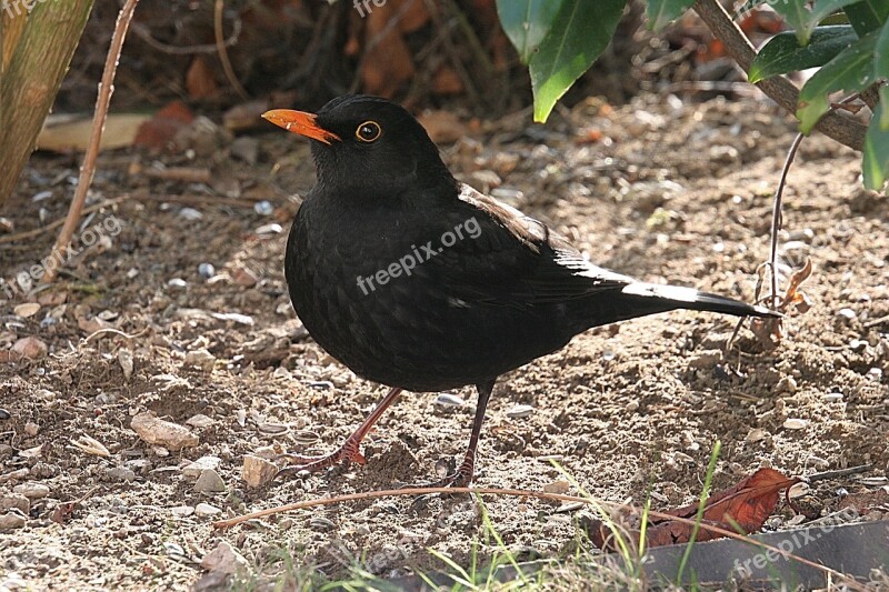 Blackbird Bird Animal Nature Bill