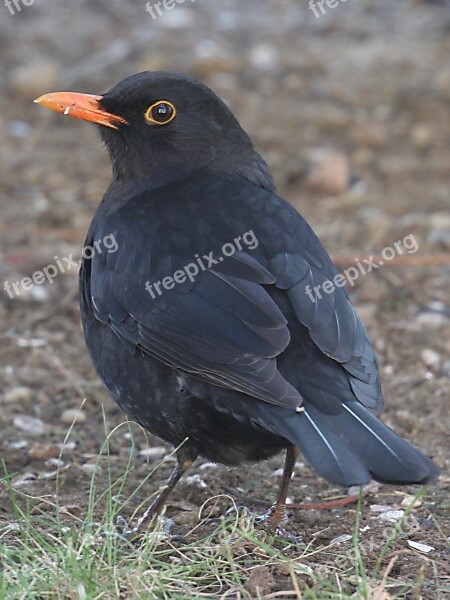 Blackbird Bird Animal Nature Bill