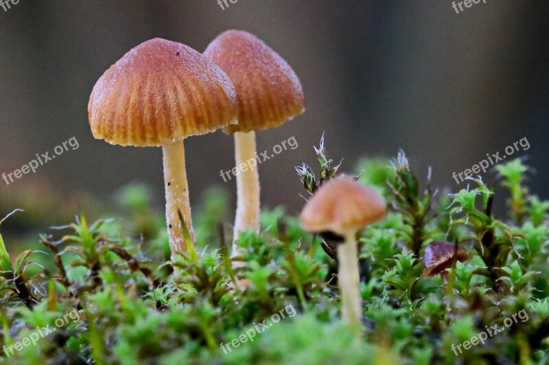 Mushroom Forest Nature Mushrooms Toxic